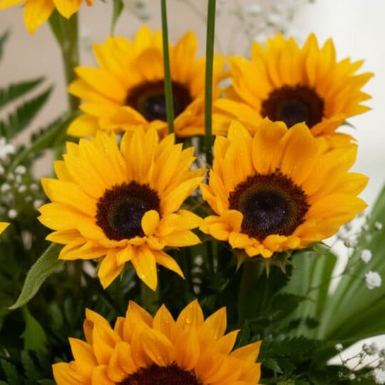 Primer plano extremo de girasoles radiantes del arreglo floral GIULIANA, con gotas de rocío sutiles y textura híper-realista.