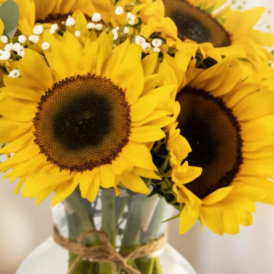 Primer plano extremo de girasoles vibrantes con gotas de rocío, parte del Arreglo Floral LILA, mostrando textura hiper-realis