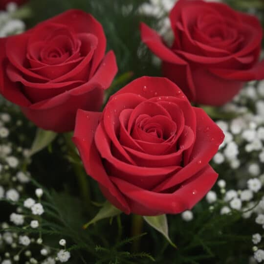 Primer plano extremo de tres rosas rojas vibrantes con gotas de rocío, rodeadas de pequeñas flores blancas y follaje verde, b