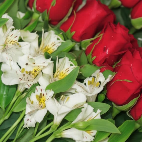 Primer plano extremo de una caja de 18 rosas rojas y alstroemerias blancas con gotas de rocío, resaltando texturas y colores
