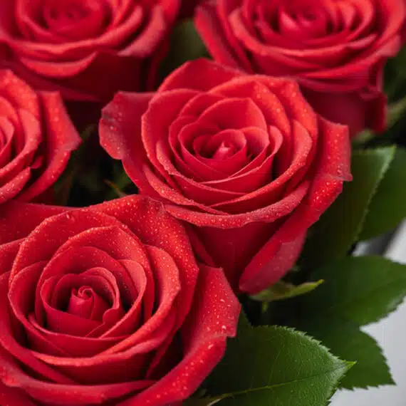 Primer plano extremo de rosas rojas vibrantes con gotas de rocío, mostrando textura hiperrealista y frescura. Iluminación nat