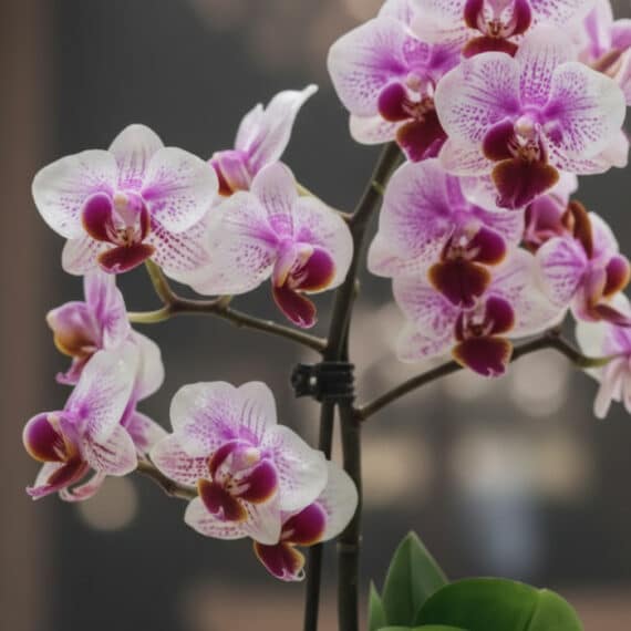 Primer plano extremo de Orquídea Phalaenopsis Antonella con pétalos blancos y púrpuras, textura hiperrealista y sutiles gotas