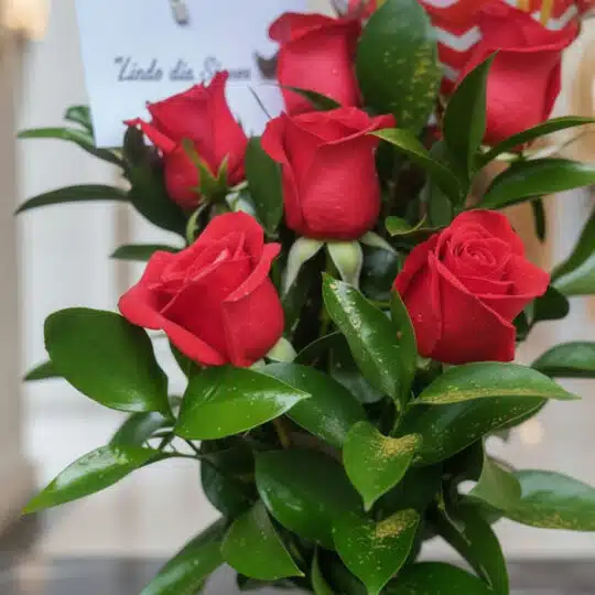 Primer plano extremo de un solitario de rosas rojas 'Me Enamoras' con textura hiperrealista, gotas de rocío sutiles y hojas v